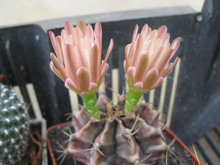 Фото коллекции В.М. Павлика (г. Жашков)