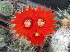 Фото коллекции В.М. Павлика (г. Жашков)