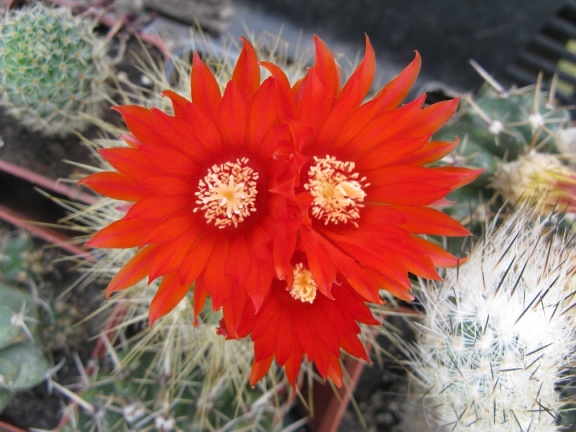 Фото коллекции В.М. Павлика (г. Жашков)