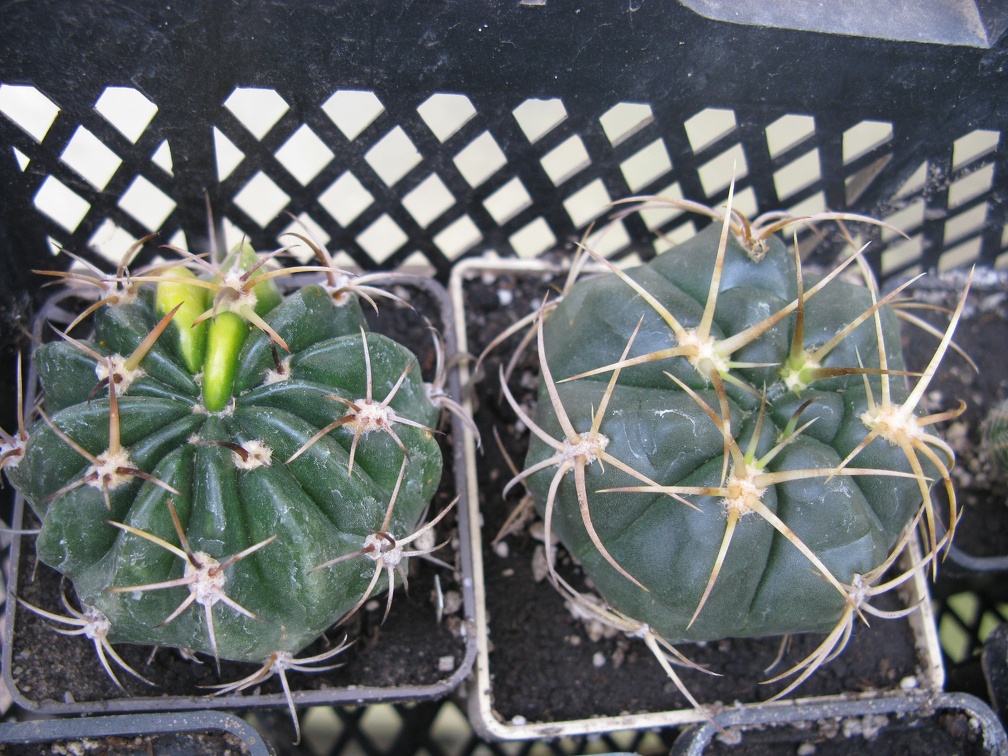 Фото коллекции В.М. Павлика (г. Жашков)