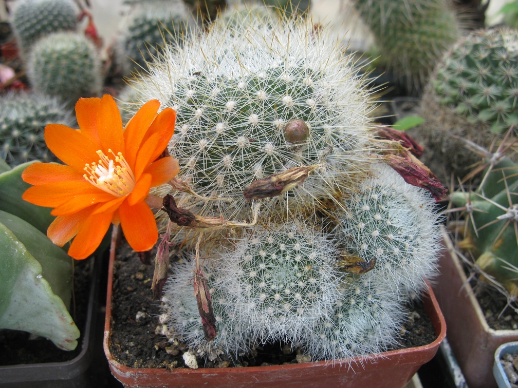 Фото коллекции В.М. Павлика (г. Жашков)