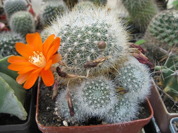 Фото коллекции В.М. Павлика (г. Жашков)