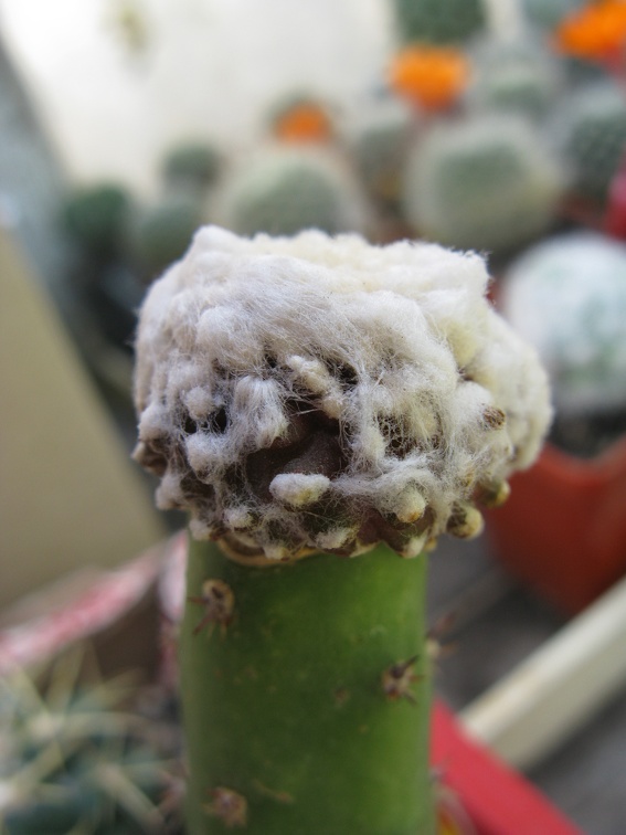 Фото коллекции В.М. Павлика (г. Жашков)