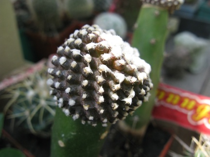 Фото коллекции В.М. Павлика (г. Жашков)