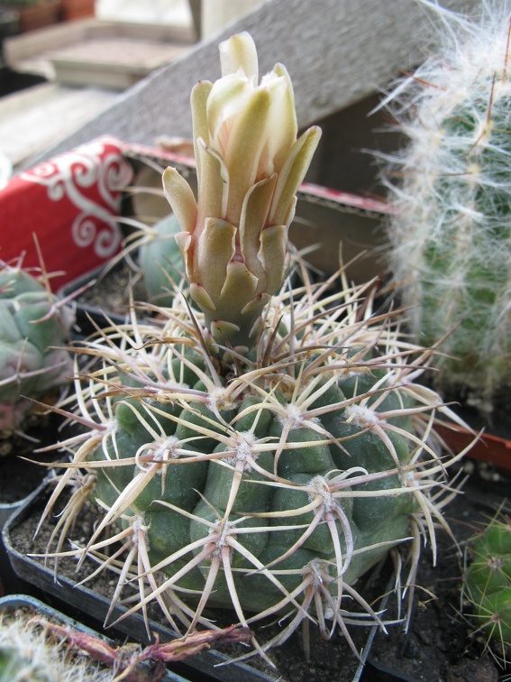 Фото коллекции В.М. Павлика (г. Жашков)