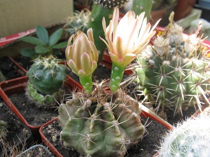 Фото коллекции В.М. Павлика (г. Жашков)