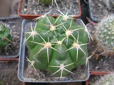 Фото коллекции В.М. Павлика (г. Жашков)