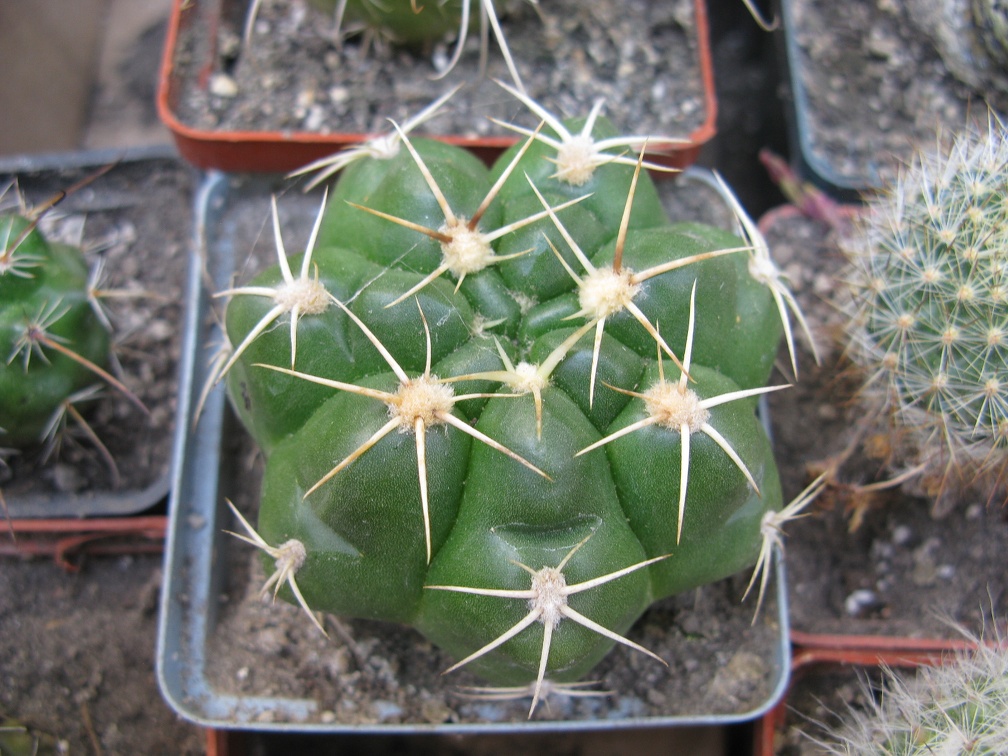 Фото коллекции В.М. Павлика (г. Жашков)