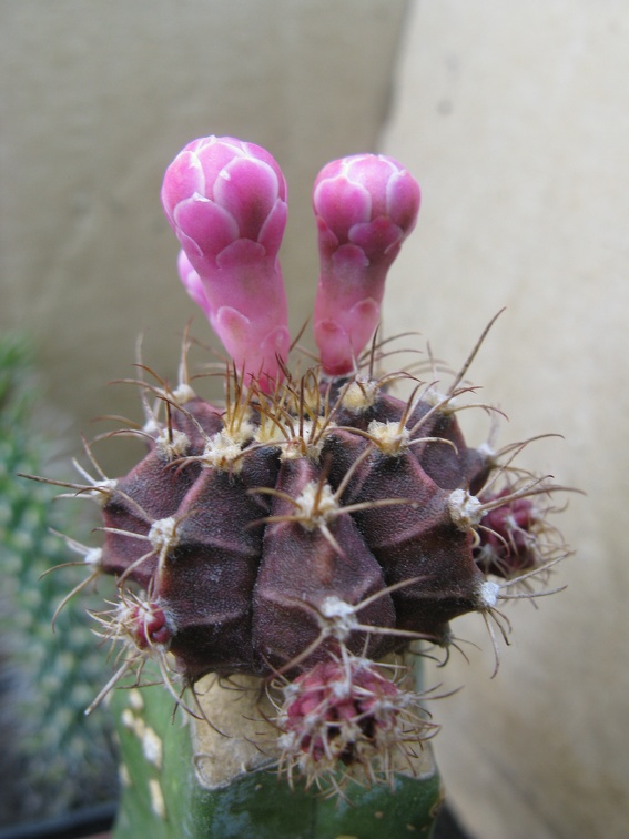 Фото коллекции В.М. Павлика (г. Жашков)