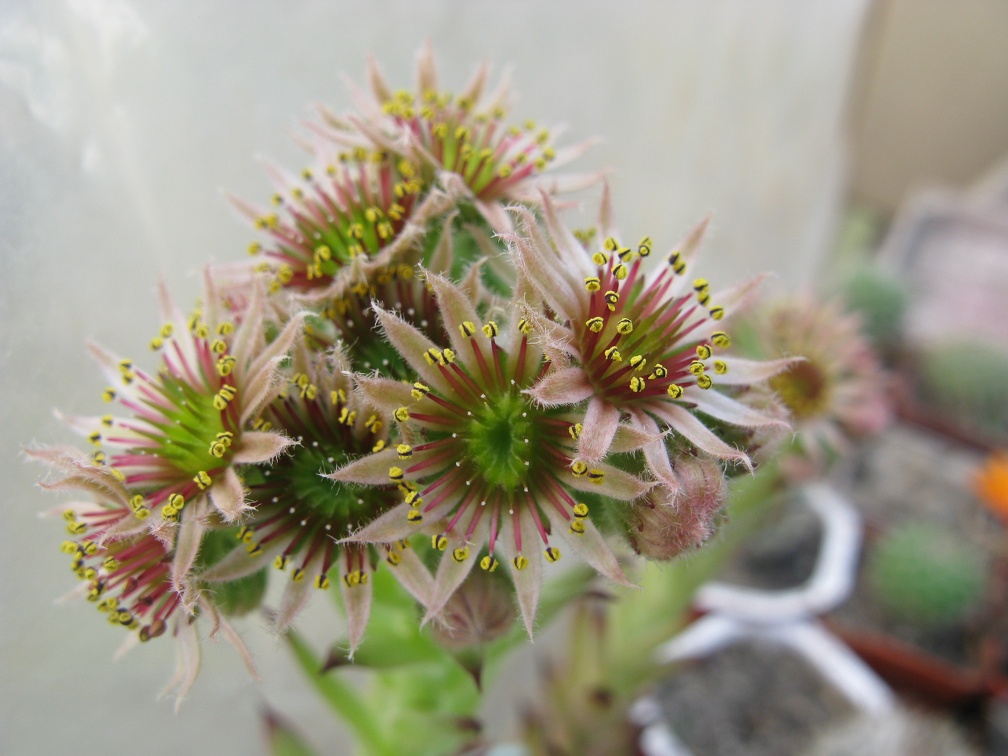 Фото коллекции В.М. Павлика (г. Жашков)