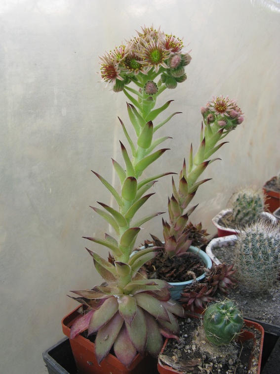 Фото коллекции В.М. Павлика (г. Жашков)