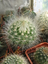 Фото коллекции В.М. Павлика (г. Жашков)