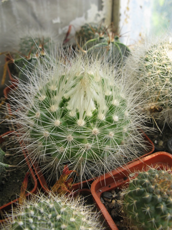 Фото коллекции В.М. Павлика (г. Жашков)