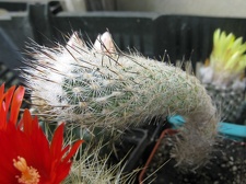 Фото коллекции В.М. Павлика (г. Жашков)