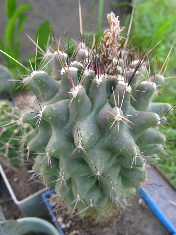 Фото коллекции В.М. Павлика (г. Жашков)