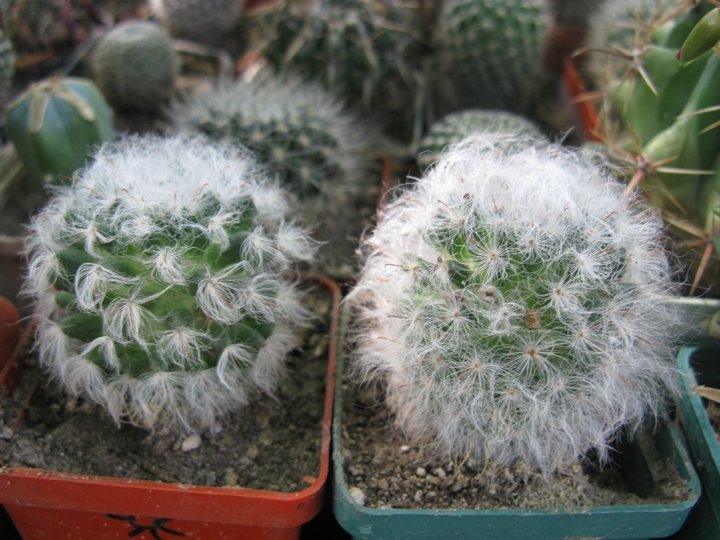 Фото коллекции В.М. Павлика (г. Жашков)