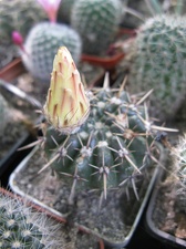 Фото коллекции В.М. Павлика (г. Жашков)