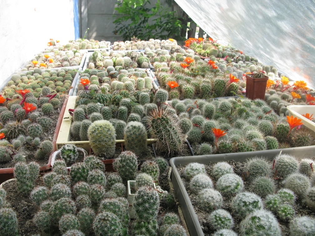 Фото коллекции В.М. Павлика (г. Жашков)