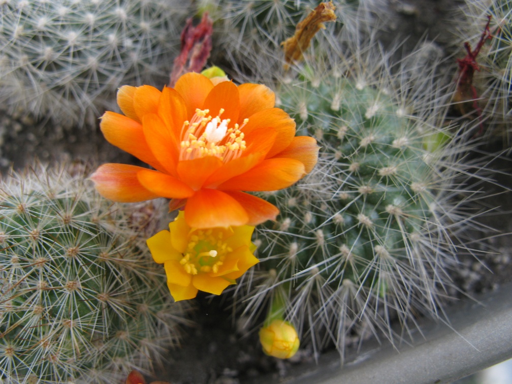 Фото коллекции В.М. Павлика (г. Жашков)