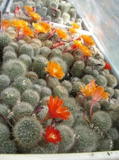 Фото коллекции В.М. Павлика (г. Жашков)