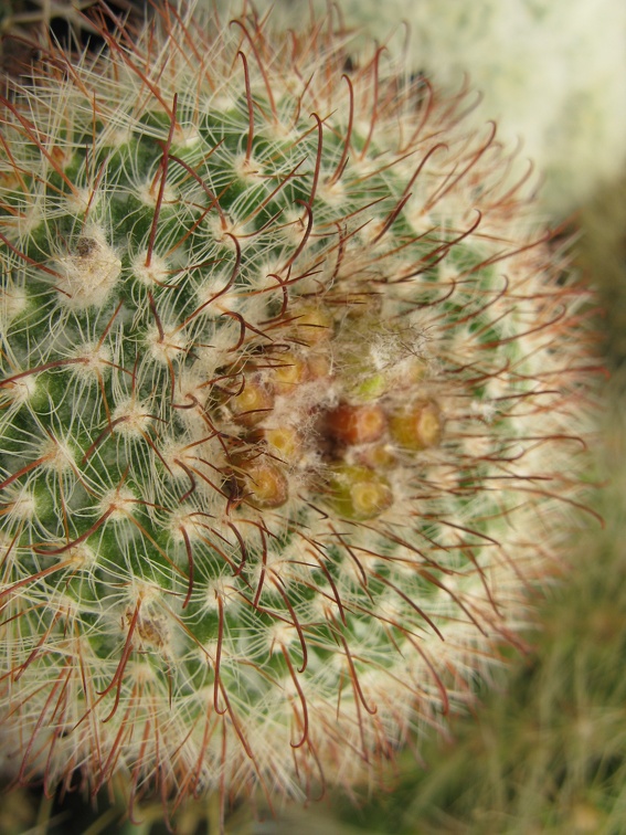 Фото коллекции В.М. Павлика (г. Жашков)