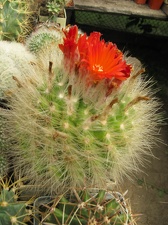 Фото коллекции В.М. Павлика (г. Жашков)