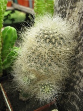 Фото коллекции В.М. Павлика (г. Жашков)