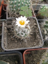 Фото коллекции В.М. Павлика (г. Жашков)