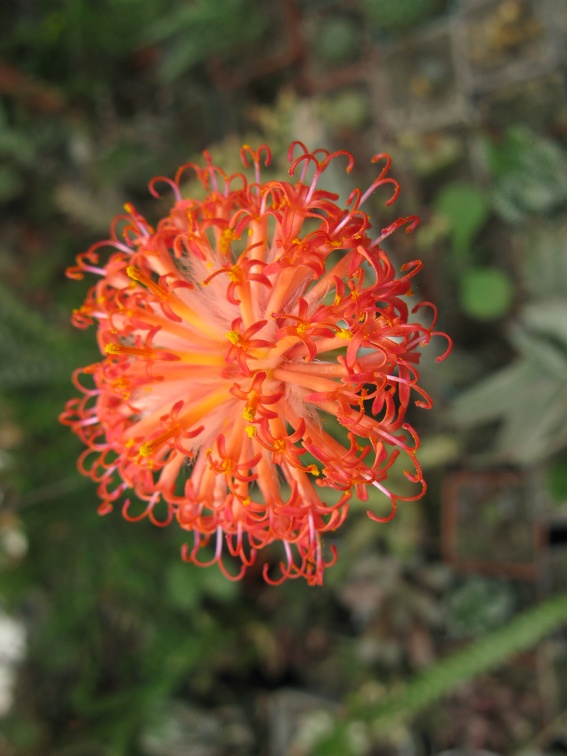 Фото коллекции В.М. Павлика (г. Жашков)