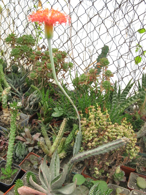 Фото коллекции В.М. Павлика (г. Жашков)