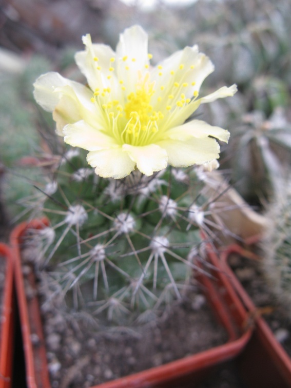 Фото коллекции В.М. Павлика (г. Жашков)