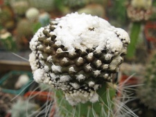 Фото коллекции В.М. Павлика (г. Жашков)