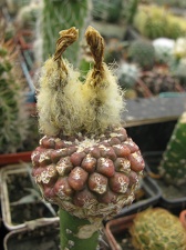 Фото коллекции В.М. Павлика (г. Жашков)