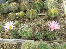 Фото коллекции В.М. Павлика (г. Жашков)