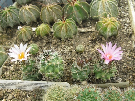 Фото коллекции В.М. Павлика (г. Жашков)