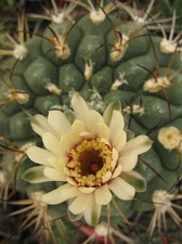 Фото коллекции В.М. Павлика (г. Жашков)