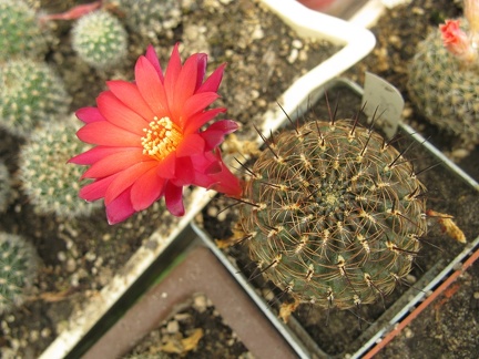 Фото коллекции В.М. Павлика (г. Жашков)