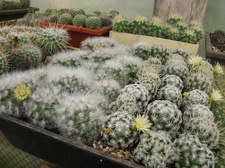 Фото коллекции В.М. Павлика (г. Жашков)