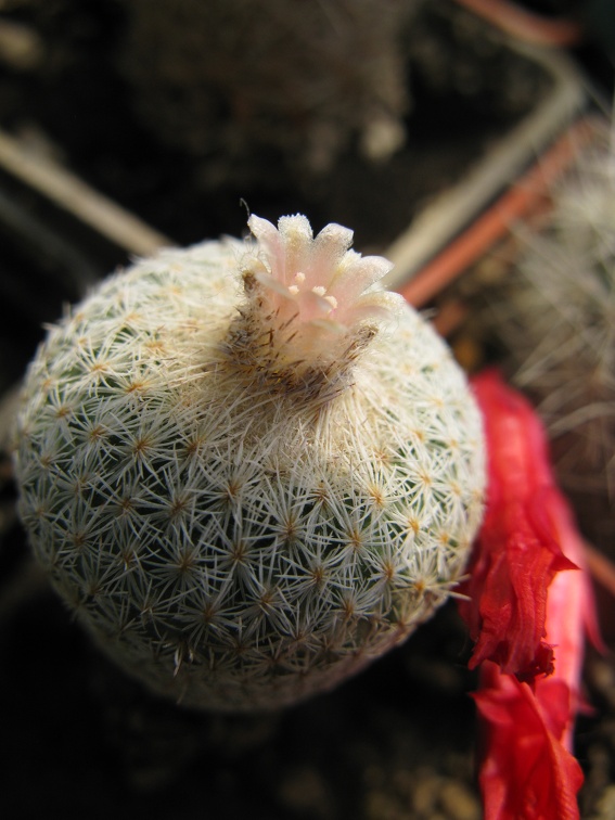 Фото коллекции В.М. Павлика (г. Жашков)