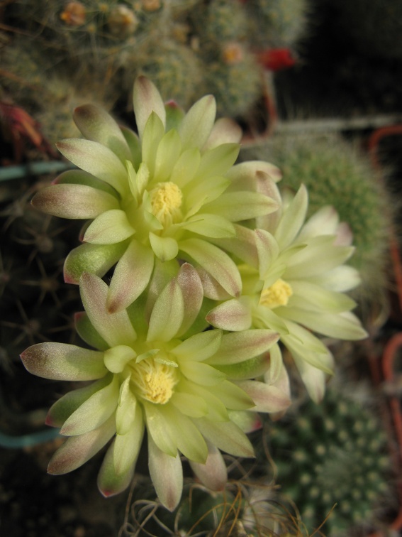 Фото коллекции В.М. Павлика (г. Жашков)