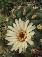 Фото коллекции В.М. Павлика (г. Жашков)