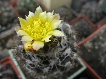 Фото коллекции В.М. Павлика (г. Жашков)