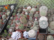 Фото коллекции В.М. Павлика (г. Жашков)