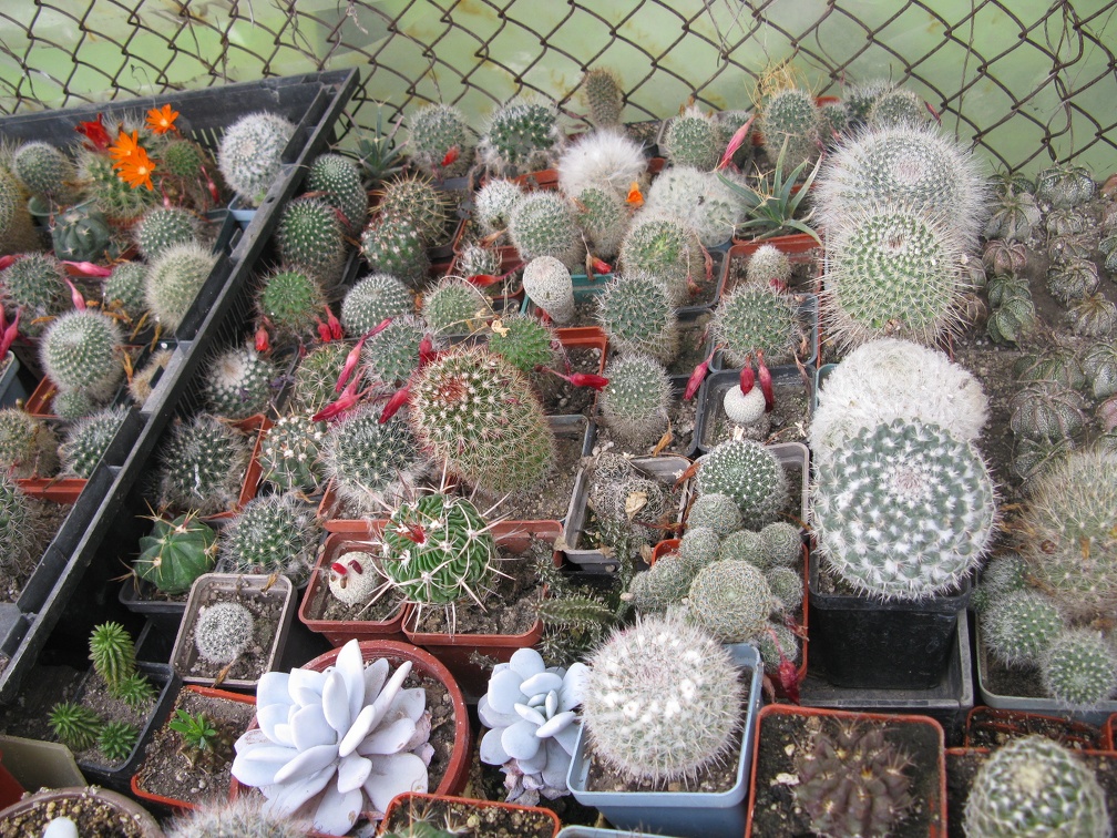 Фото коллекции В.М. Павлика (г. Жашков)