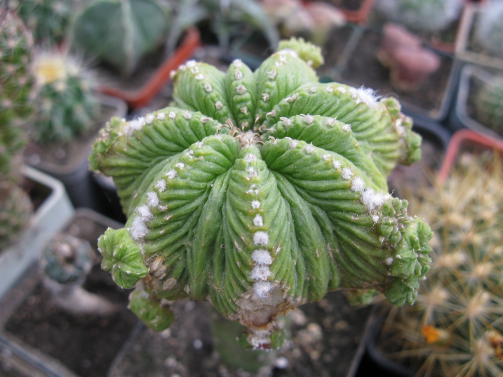 Фото коллекции В.М. Павлика (г. Жашков)