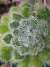 Фото коллекции В.М. Павлика (г. Жашков)