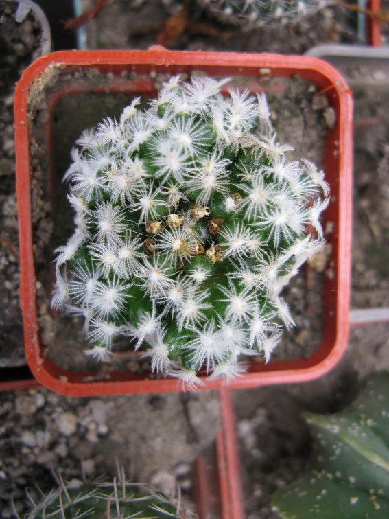 Фото коллекции В.М. Павлика (г. Жашков)