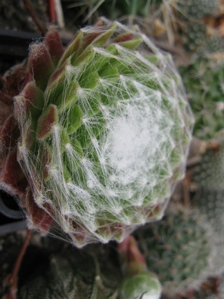 Фото коллекции В.М. Павлика (г. Жашков)