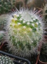 Фото коллекции В.М. Павлика (г. Жашков)