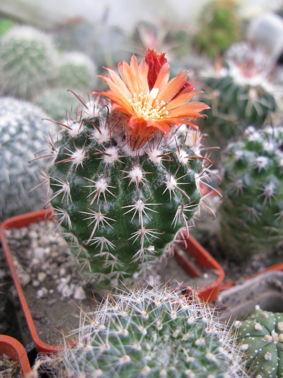 Фото коллекции В.М. Павлика (г. Жашков)